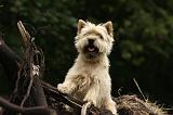 CAIRN TERRIER 384